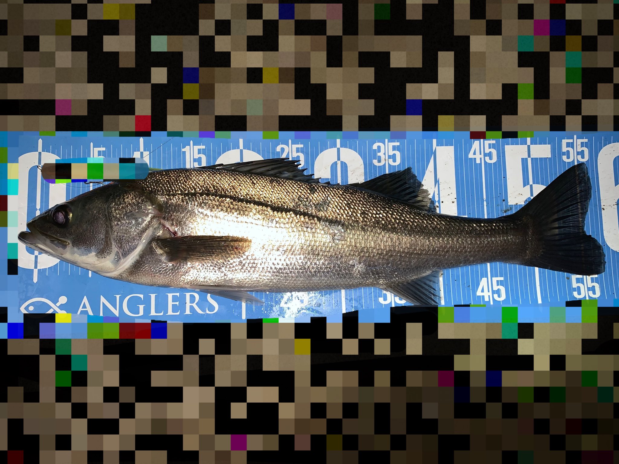 モンスター松尾 ひさびさにデカいの釣れた ねばりにねばってなんとか2本 野人 涸沼シーバス 涸沼川シーバス 那珂川シーバス T Co Dvcrjuizlw Twitter