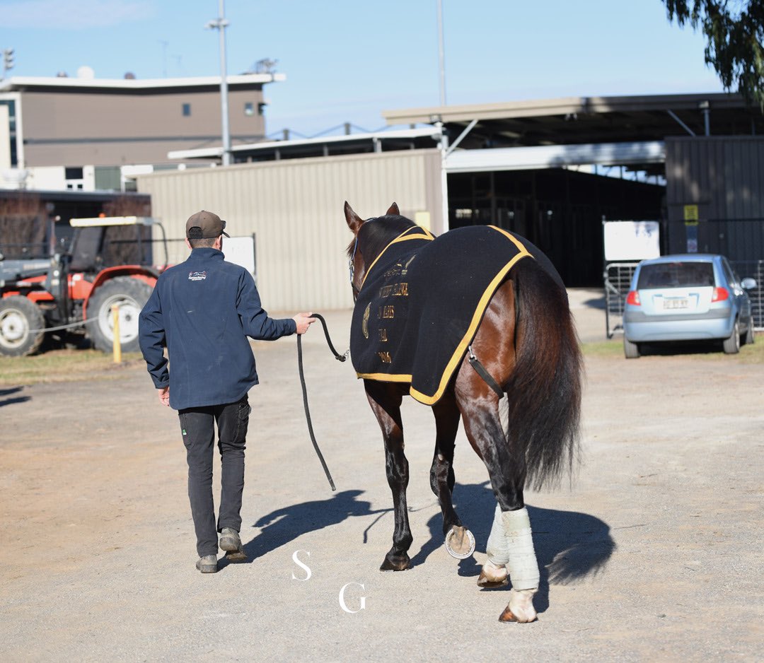 photographybysg's tweet photo. Headed into Menangle on Wednesday to watch King Of Swing return to the track since winning his second Miracle Mile! 👑

A few other horses featured on my Facebook including Bettor Enforce &amp; Bright Energy! https://t.co/0THDtgSUQO