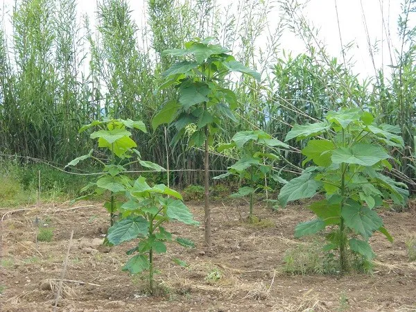 EcoChangos's tweet photo. #ApadrinaUnArbol
Estamos trabajando para lanzar una campaña en la que cualquier persona puede apadrinar el crecimiento de una árbol, donde deberá pagar una mínima suma y nosotros lo cuidaremos por toda la vida hasta que sea un gigante, + oxigeno - CO2
plis, dale RT https://t.co/BCWW9xlNeC