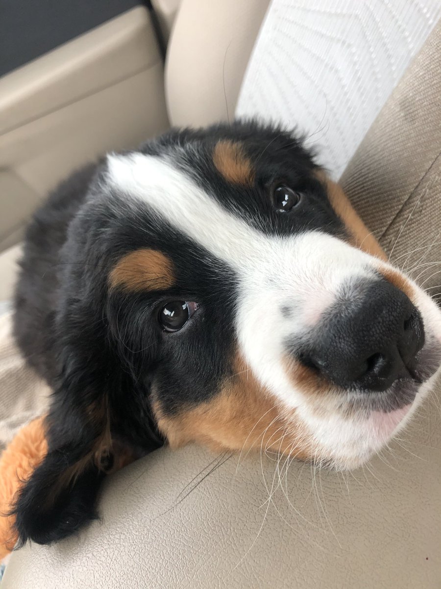 mamablaire's tweet photo. squishy squishy https://t.co/GwXxjYW9W5
