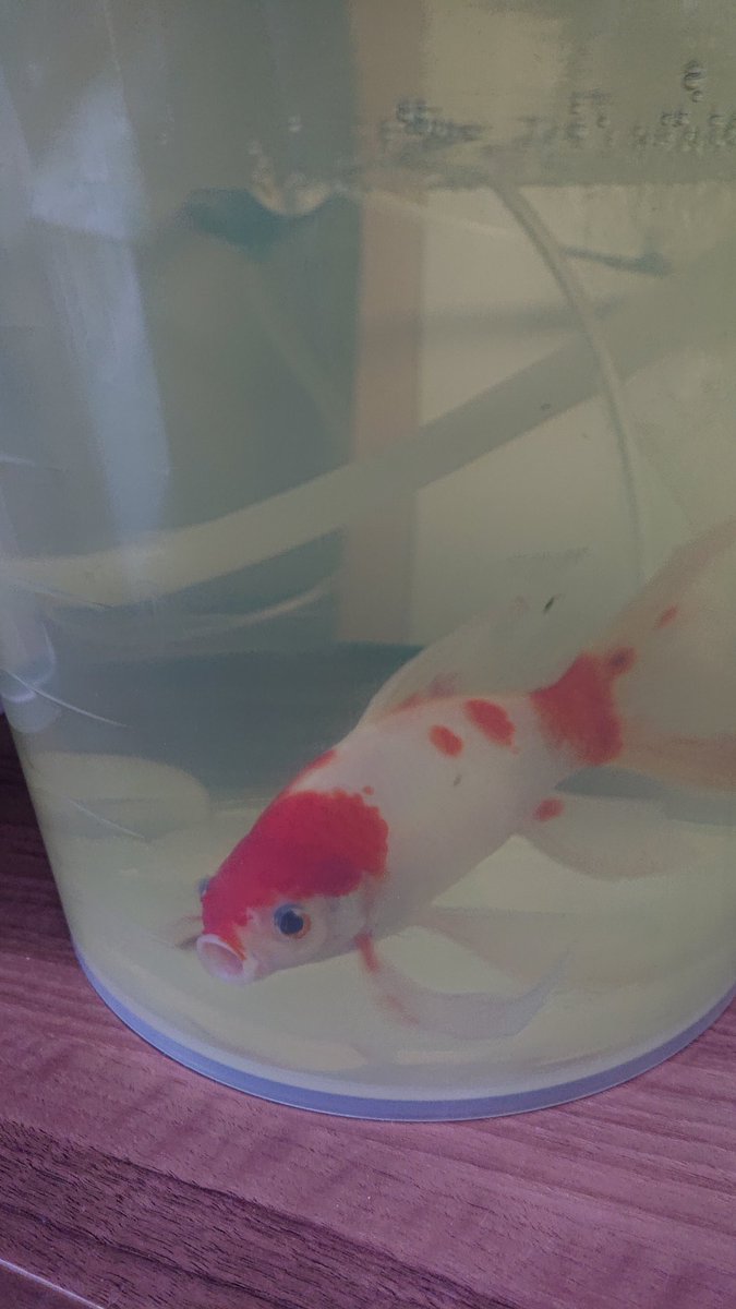 グリーンfゴールド