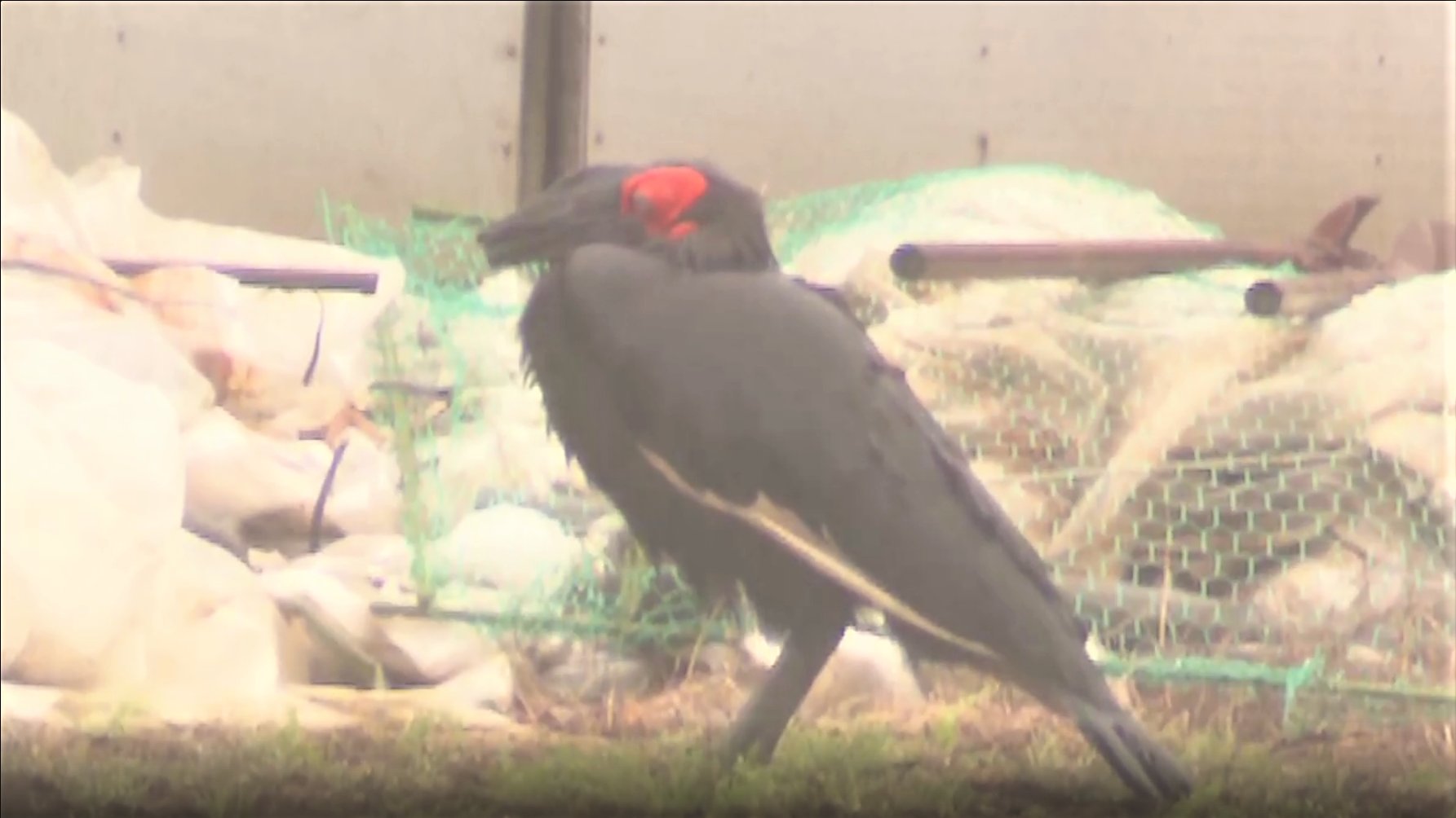 Fnnプライムオンライン 怪鳥 ミナミジサイチョウ の捕獲作戦 千葉県で相次ぐ 巨鳥 の目撃情報 茨城県内の ペットショップから逃げたとみられていて 職員が捕獲作戦を行っています T Co Szwh2wajeo ミナミジサイチョウ T Co