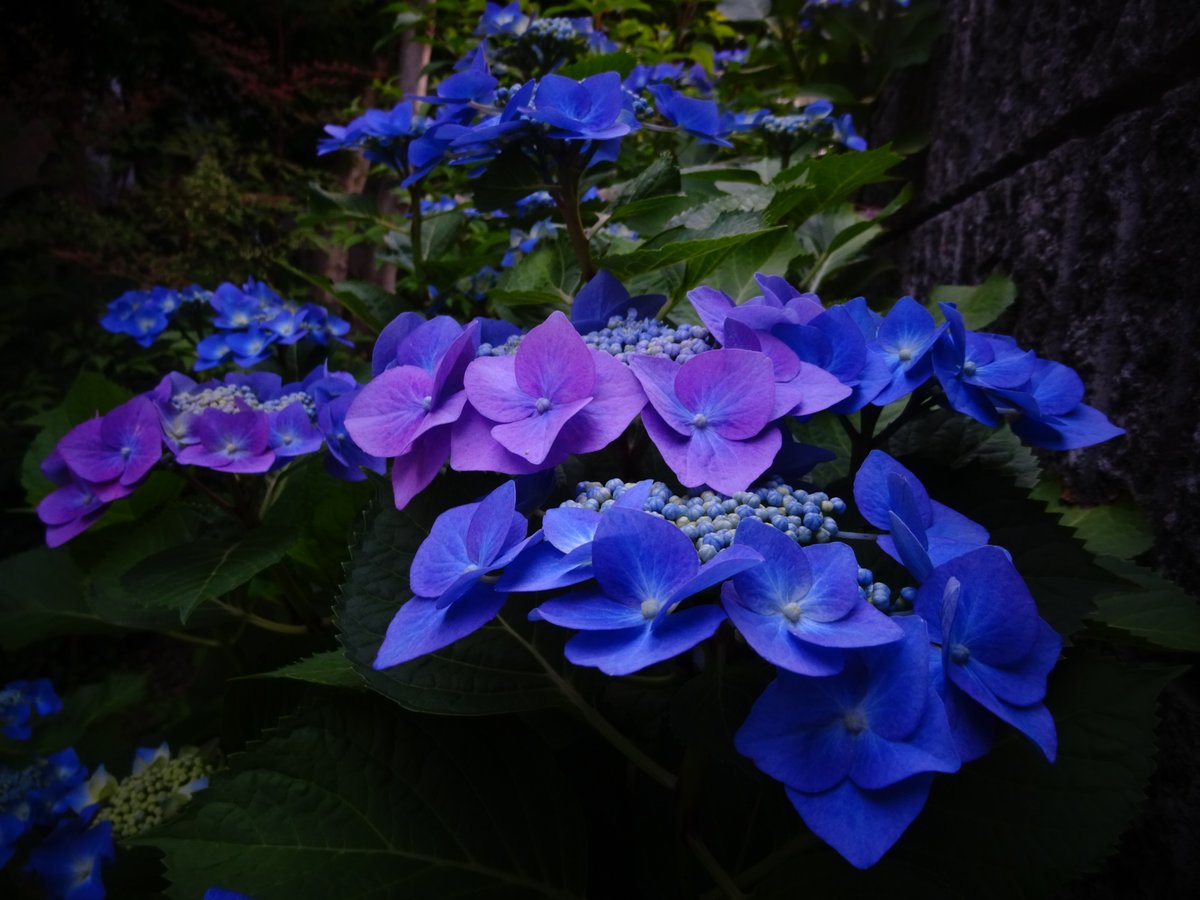 紫陽花 X 梅雨 Hotワード