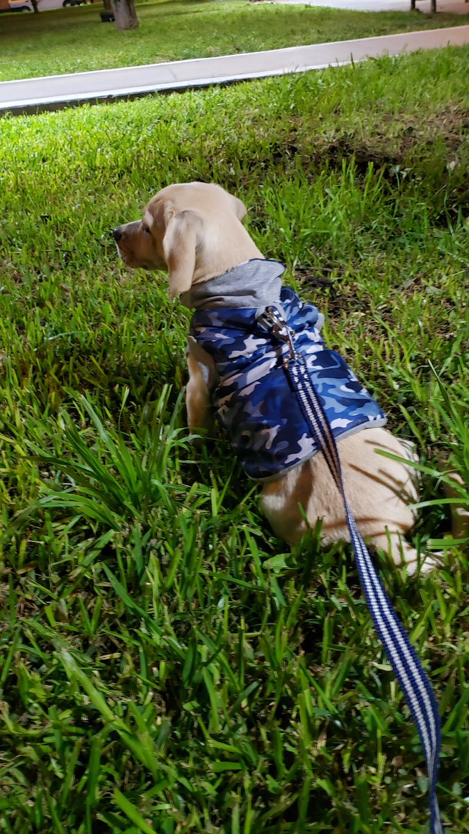 anne_cdlf's tweet photo. Kenobi 4 months old
#kenobi #mixbreed #uniquebreed https://t.co/6ZSrdtt80T