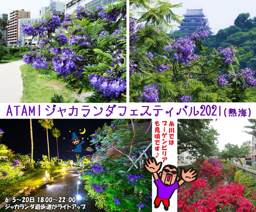 熱海のジャカランダの22年開花状況や見頃 遊歩道のライトアップは そらいろ 日本が魅せる多彩な表情