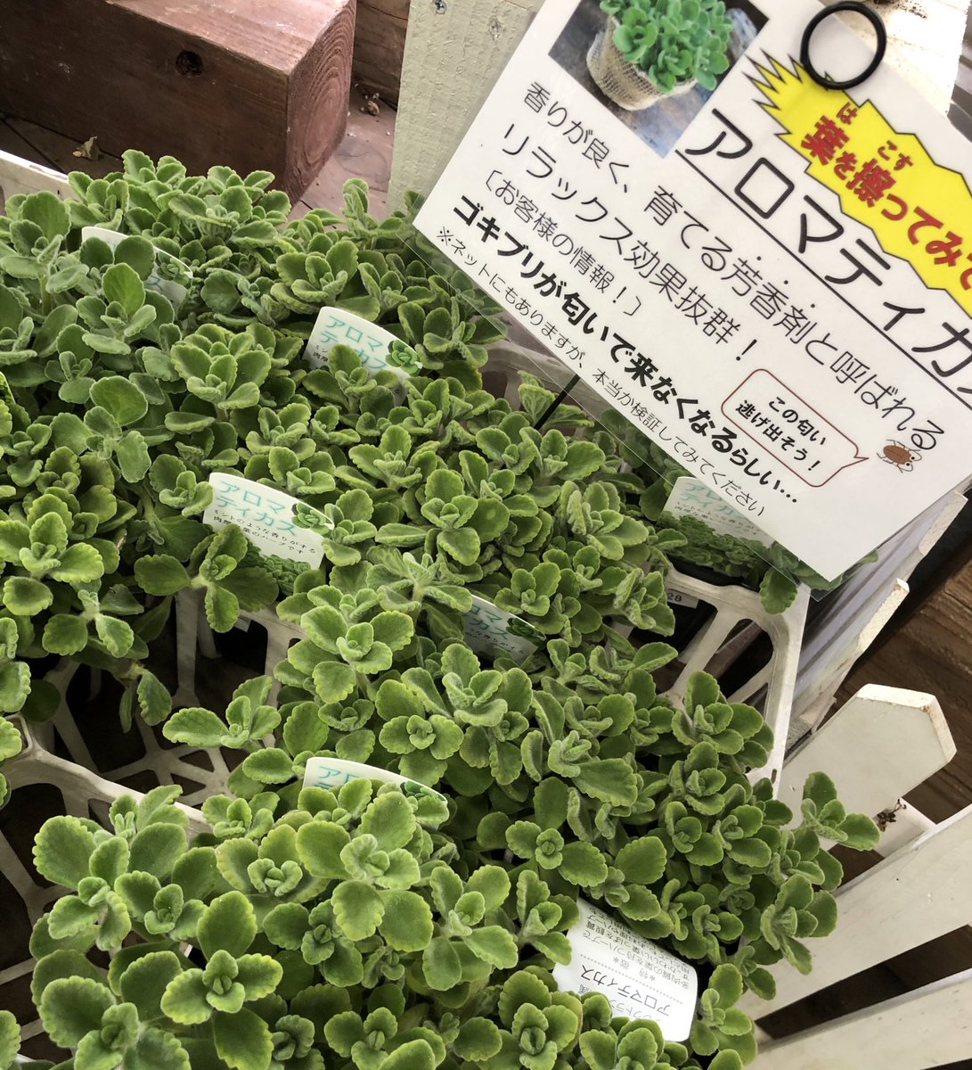 ガーデンマルシェ 下関 防府 Pa Twitter 防府店 最近ウワサの Gを寄せつけない最強植物 アロマティカス 少し触っただけで 香る Gでお困りの方 ぜひ試してみてください Gとは ゴキブリです アロマティカス 香り ゴキブリ対策 T