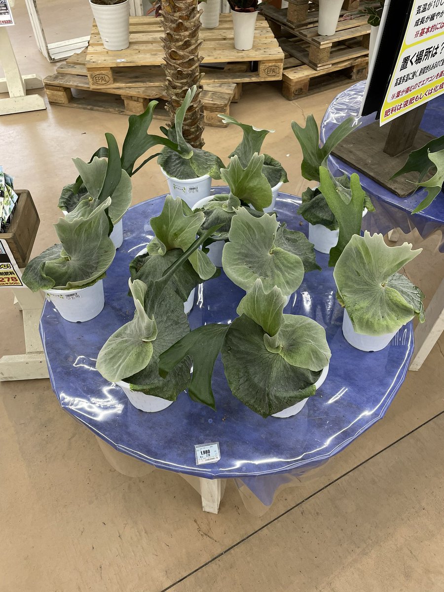 スパーバム Hashtaggen Pa Twitter