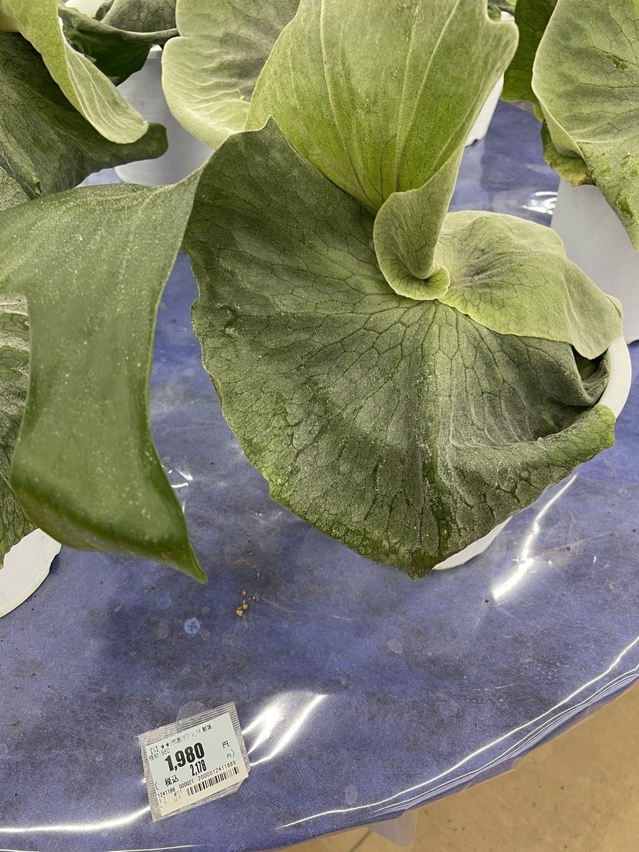 スパーバム Hashtaggen Pa Twitter