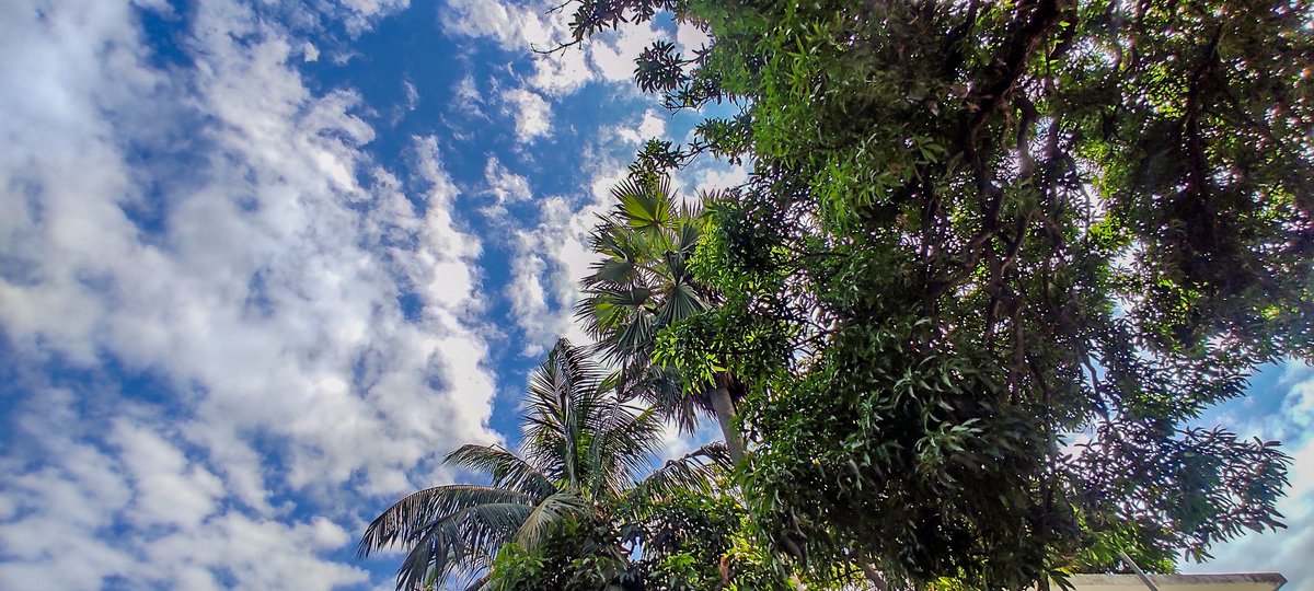 ImoShariar's tweet photo. #mobilephotography #photooftheday #silence #edited #sky #cloud #clouds #bluesky #blue #tree #may https://t.co/PvELf6T8h5