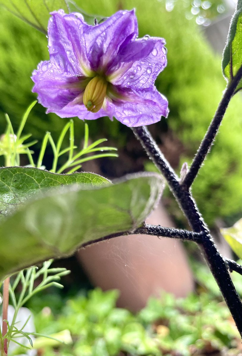 花 Auf Twitter イマハナ ナスの花 花言葉 優美 ナス ナエ Tlを花でいっぱいにしよう 花 Auf Twitter イマハナ ナスの花 花言葉 優美 ナス ナエ Tlを花でいっぱいにしよう