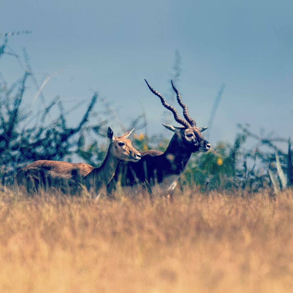 santhosh2k1's tweet photo. Trying a different tone
#blackbuck #colors #colorphoto #instawild #wildlifephotography #igwildlife #deer #photoediting #wildlife_pics #wildanimals #iganimals #nammakarnataka #karnatakafocus #rovingturtle #animals #canonphotography #canonindia_official … https://t.co/uXCZ7t0Viu https://t.co/ViWNFc0WzM