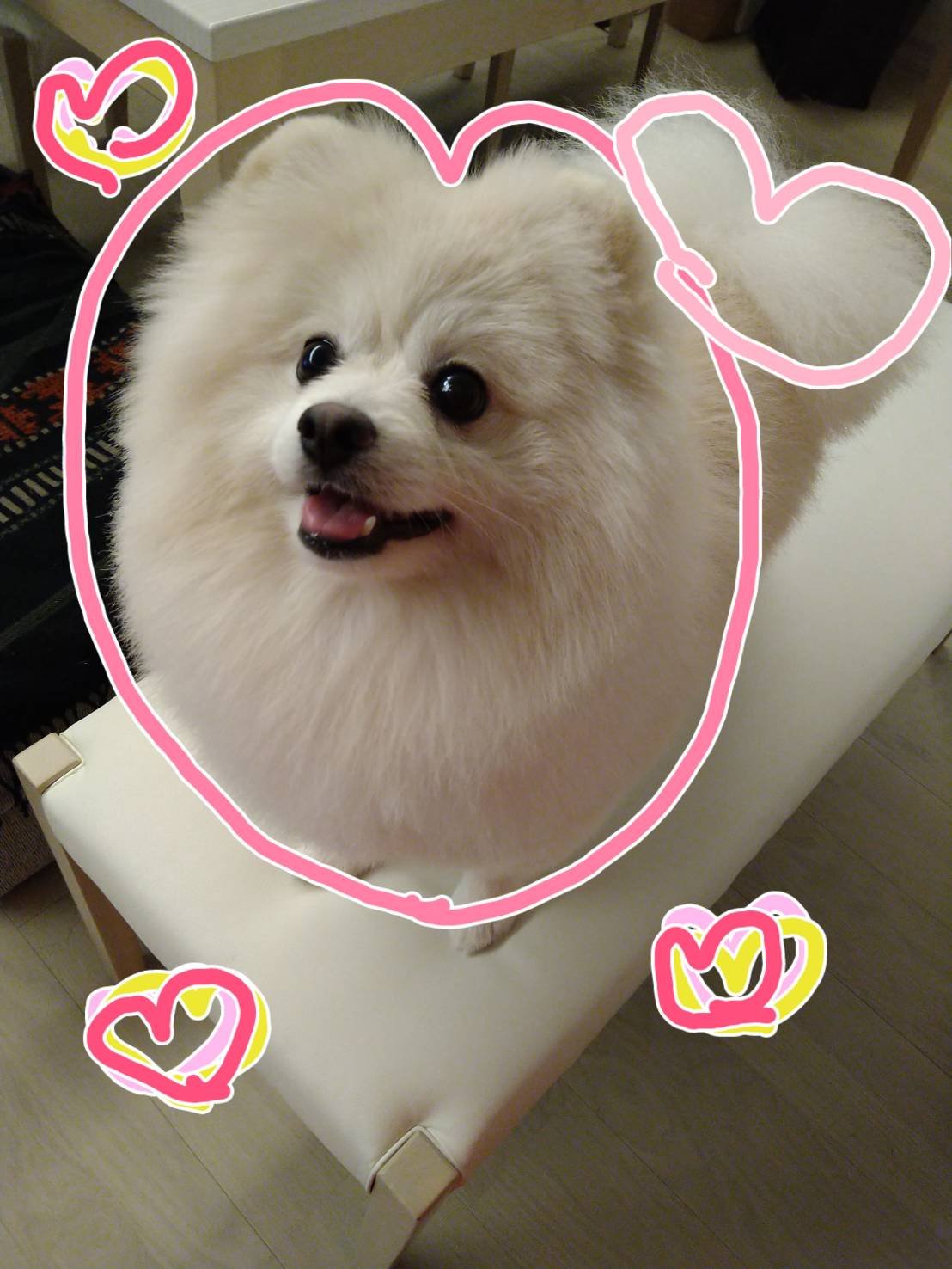 Follow 癒やしのちょっと大きなポメラニアンぷっちょ S Pomeranian Puti Latest Tweets Twitter