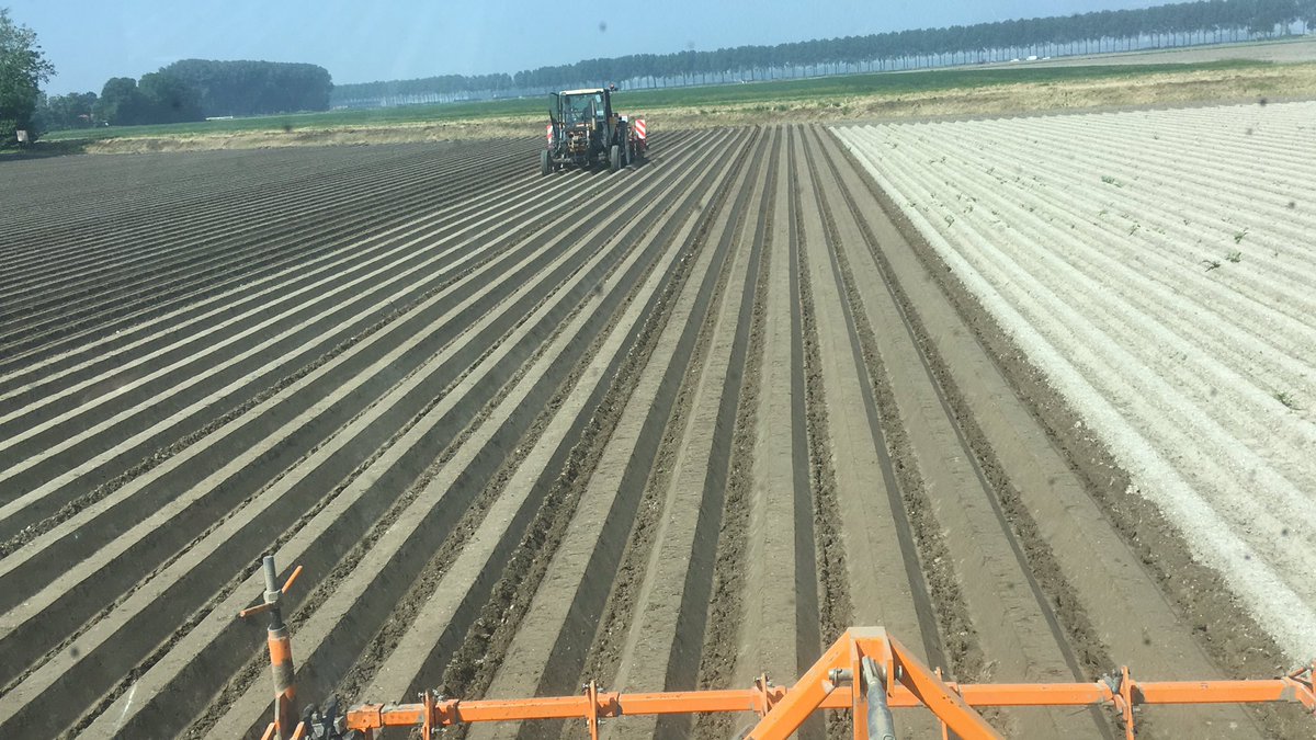 De laatste loodjes #witlof zaaien, en gelijk de oude ruggen opnieuw maken na de #Regen van vorige week