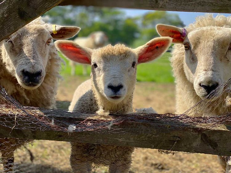 BritishWool's tweet photo. This weeks' #SheepOfTheWeek goes to this Lincoln Longwool Cross lamb and 2 commercial hoggs, taken by @hadden_farm

Captioning them snooping through the fence whilst their breakfast is getting ready.

#BritishWool #ChampionWool #LincolnLongwool #Hoggs #Lambs #Sheep #Breakfast https://t.co/eBQLAf8iHQ