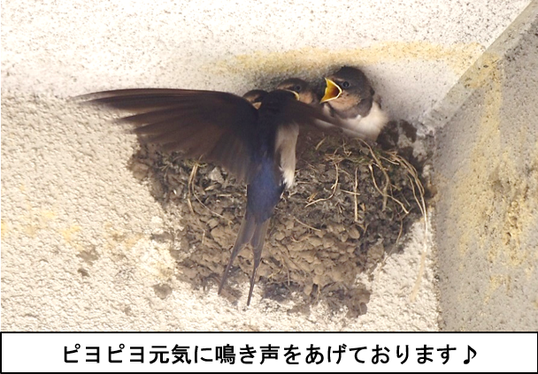 陸上自衛隊 健軍駐屯地 高遊原分屯地 の情報 西部方面航空隊 本部隊舎正面玄関前の幸福の使者 ツバメ が５月１３日に３羽の子供を生み その２週間後には飛行訓練が開始されました 大空を自由に飛べるツバメでさえも飛行訓練をしており