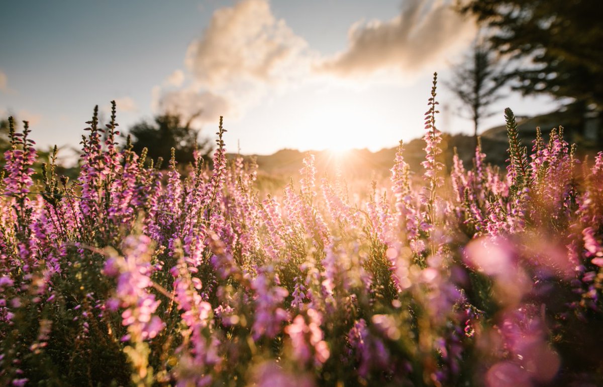 #Didyouknow that #heathland is even rarer than a rainforest? Due to its undeniable value to wildlife &amp; biodiversity. In honor of #WorldEnvironmentDay, we would like to introduce the heathland restoration research led by Mary Lane at Sibelco UK #EUgreenweek bit.ly/3uNjj1T