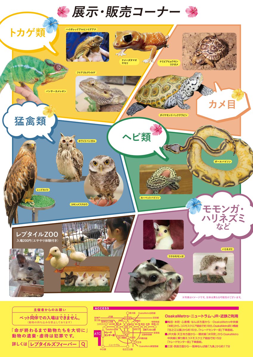 レプタイルズフィーバー Tvo Reptiles Twitter レプタイルズフィーバー Tvo Reptiles Twitter
