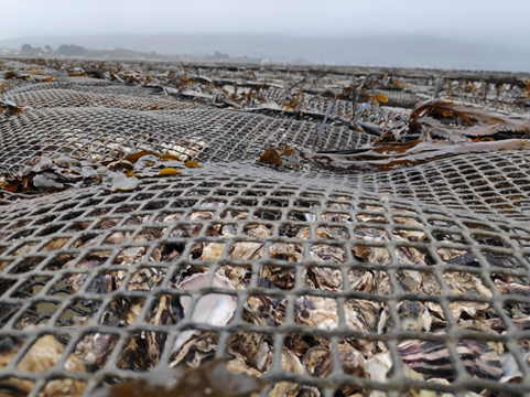 MOREFISHproject's tweet photo. Yesterday on @KFShow the Minister for @agriculture_ie spoke about the new @BordIascMhara and #EMFF funded project #ShellAqua by @MOREFISHproject supported by @KellyOysters @CuanBeo #ConeyIslandOysters #BlackshellFarm &amp; #IFAaquaculture
Listen from 56:55 https://t.co/jozsR0Fup5 https://t.co/IFrq093YVo
