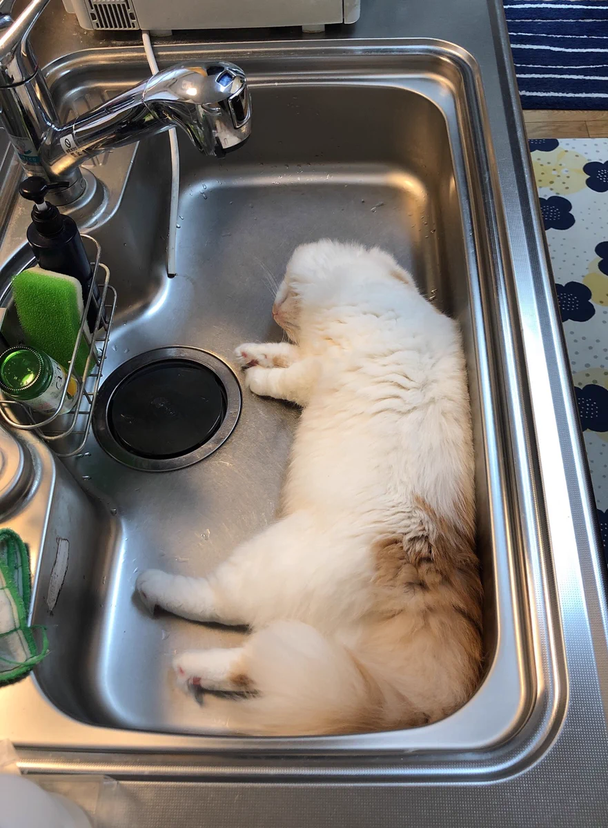 シンクの中はとても気持ちが良いｗ猫も気に入る昼寝場所？！