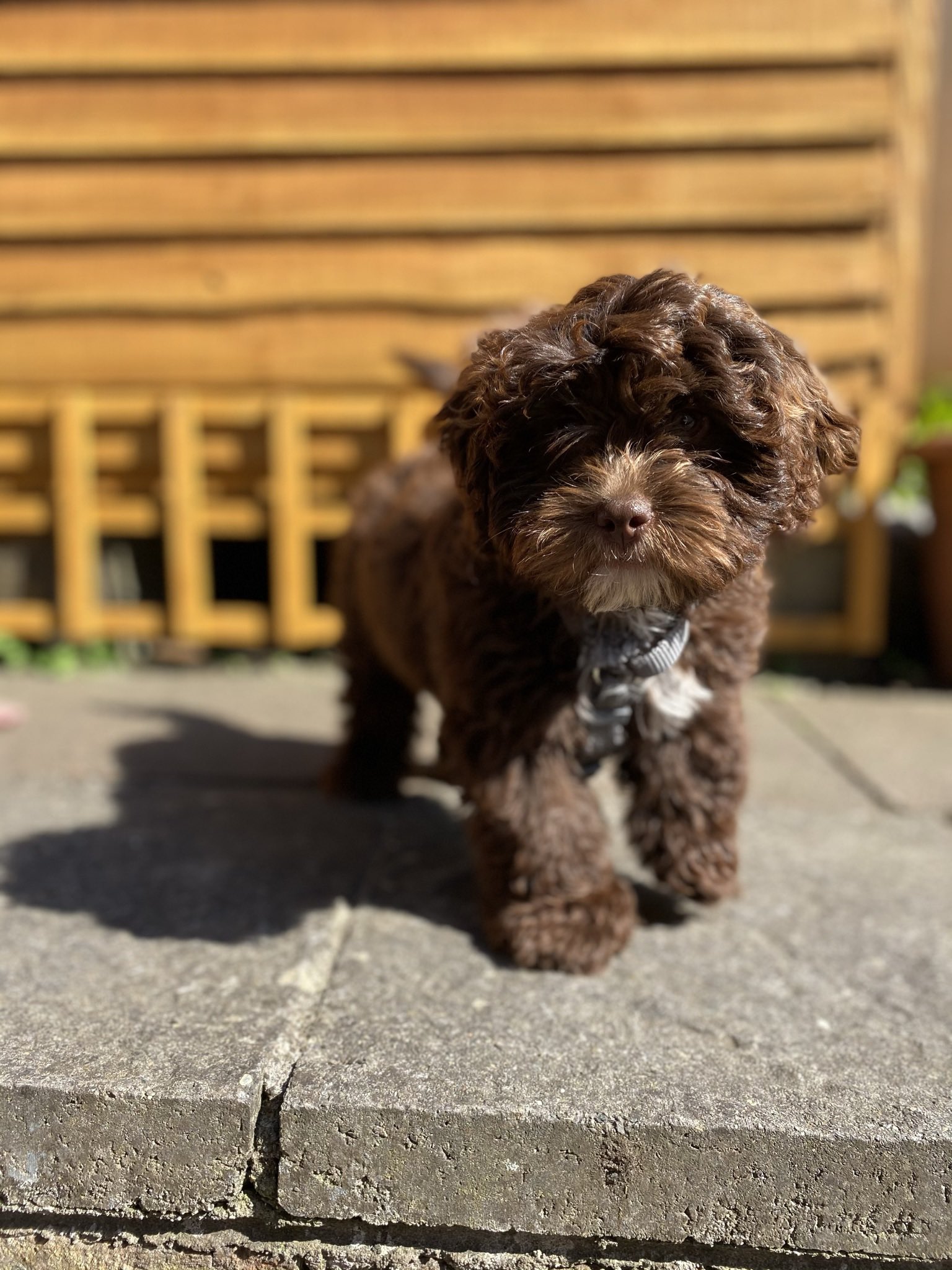 Chocolate poochon sale