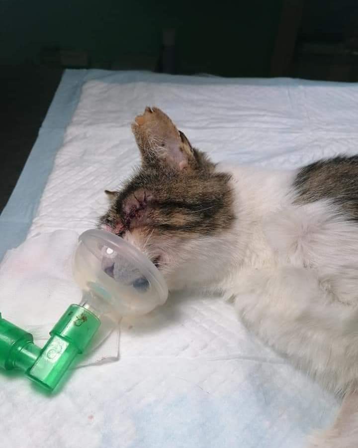 ADAAColmenar's tweet photo. ➡️ ACTUALIZACIÓN SHAGGY

Ya le hemos operado 💪

La operación ha sido muy laboriosa porque no se ha realizado enucleacion sino evisceracion

Ya esta en casa recuperándose y el post operatorio será muy complejo también.

Mandarle muchos ánimos a este luchador! 

Gracias Daktari https://t.co/ShvseUG54Q