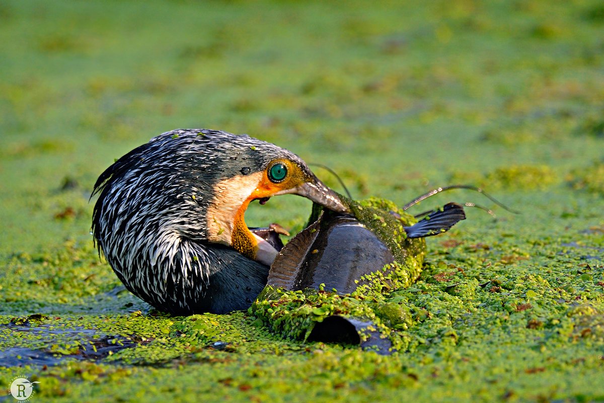 Art of fishing ! Would like to share few fishing images from my Archive. Be safe!
#fishing 
#wildlifePhotography  #NaturePhotography #birdphotography #IndiAves #wildlife #birds #BeSafe