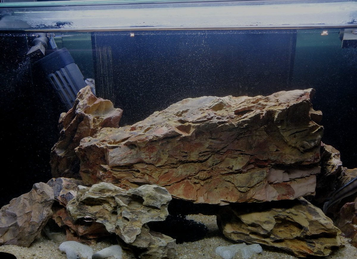 アフリカンシクリッド