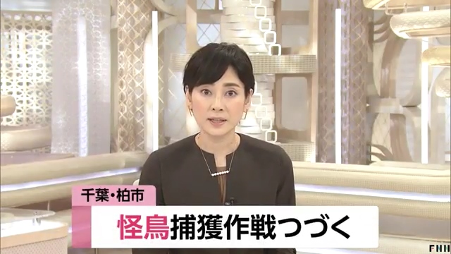絶滅危惧種 怪鳥 ミナミジサイチョウ 脱走 目撃 追跡 捕獲 擬人化 一件落着 いざ世界的スポーツの祭典へ Togetter