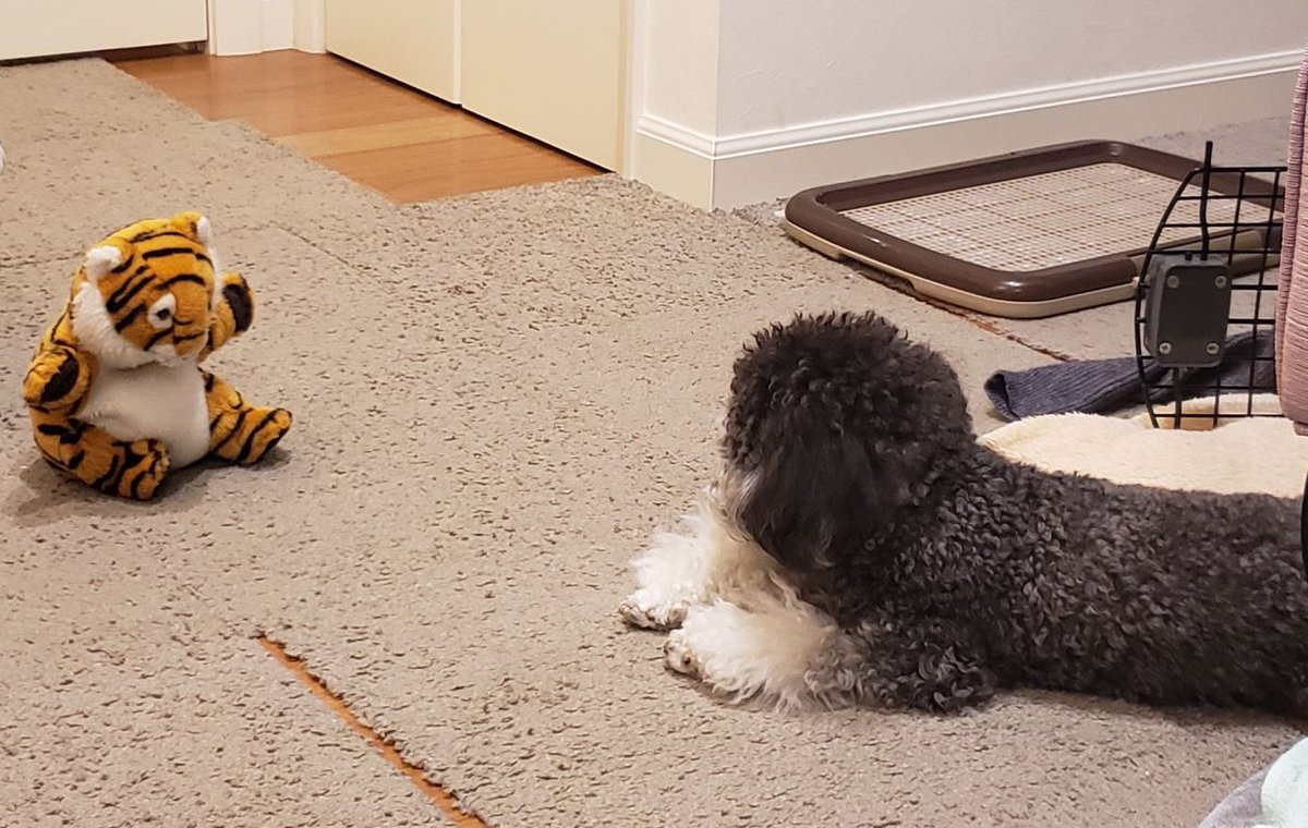 Hashtag トイプードルブラックタン Auf Twitter