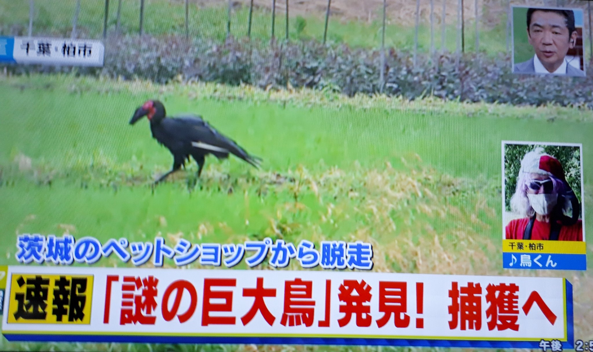 謎の巨大鳥 Twitter Search Twitter