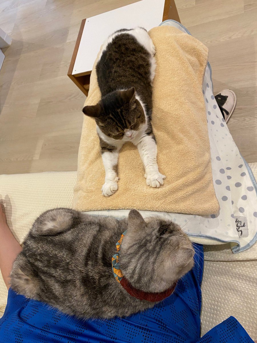 猫カフェ Cat Tail 大阪 西心斎橋 難波 Nekocafecattail Twitter 猫カフェ Cat Tail 大阪 西心斎橋 難波 Nekocafecattail Twitter