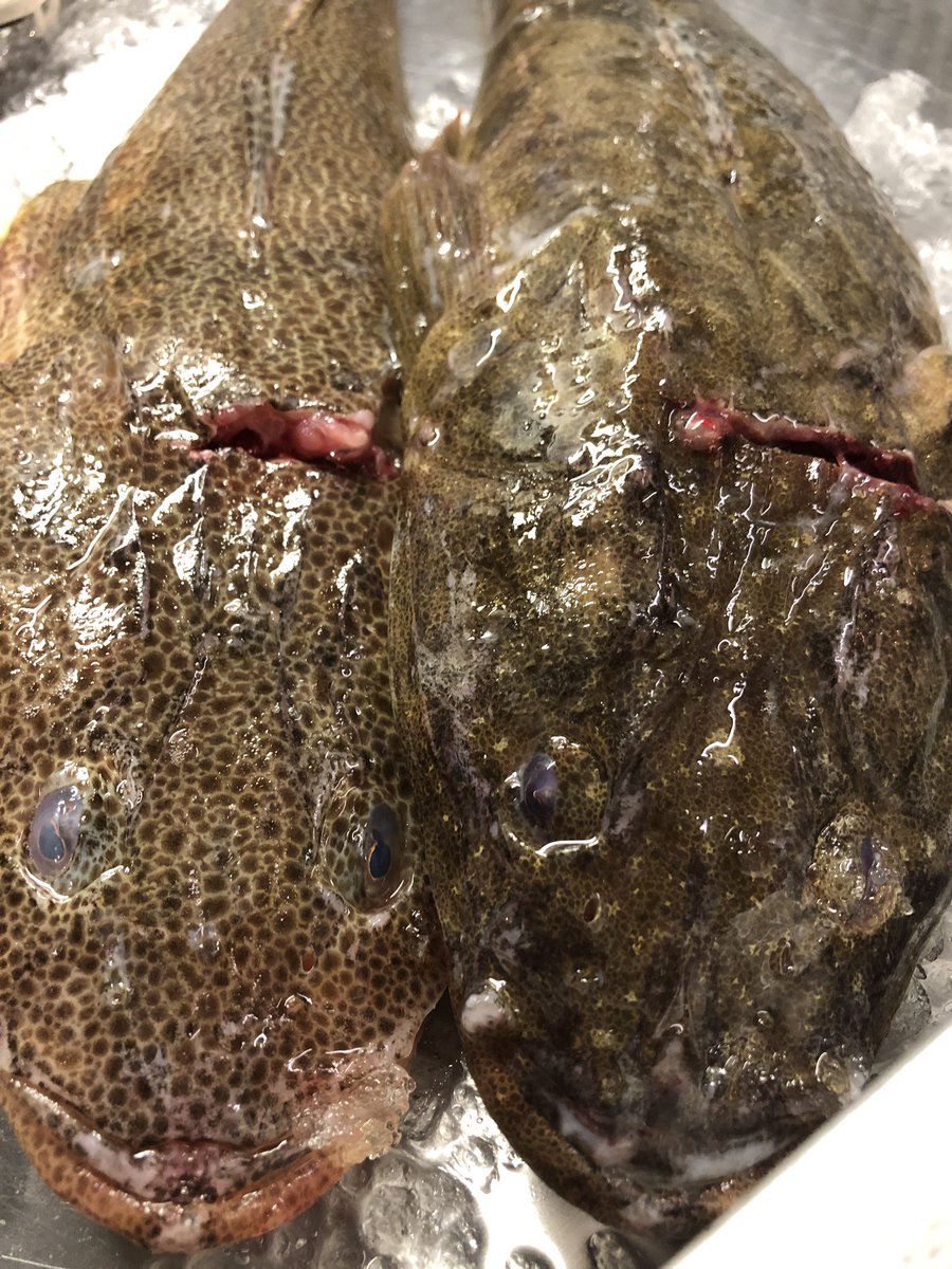 飯田橋 鶴日和 本日のテイクアウトメニューのおすすめはマゴチの唐揚げです 全部骨抜いてます ちりぽん付きです お好みでどうぞ All 500円込みです お電話お待ちしております 飯田橋テイクアウト 飯田橋居酒屋 飯田橋日本酒 飯田橋西口