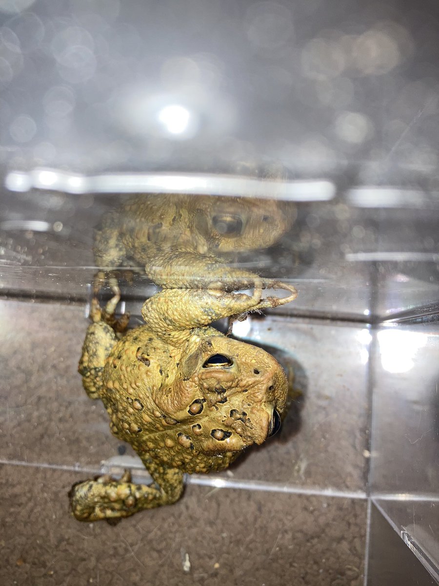 Toad hunting went good