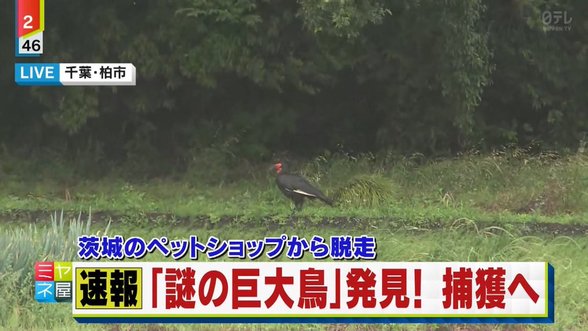 かっしぃ ペットショップから逃げただけの鳥の映像をもうかれこれ30分近く 珍しい鳥なのかもしれないけど平和過ぎるだろw ミヤネ屋 かっしぃ ペットショップから逃げただけの鳥の映像をもうかれこれ30分近く 珍しい鳥なのかもしれないけど平和過ぎるだろw ミヤネ屋