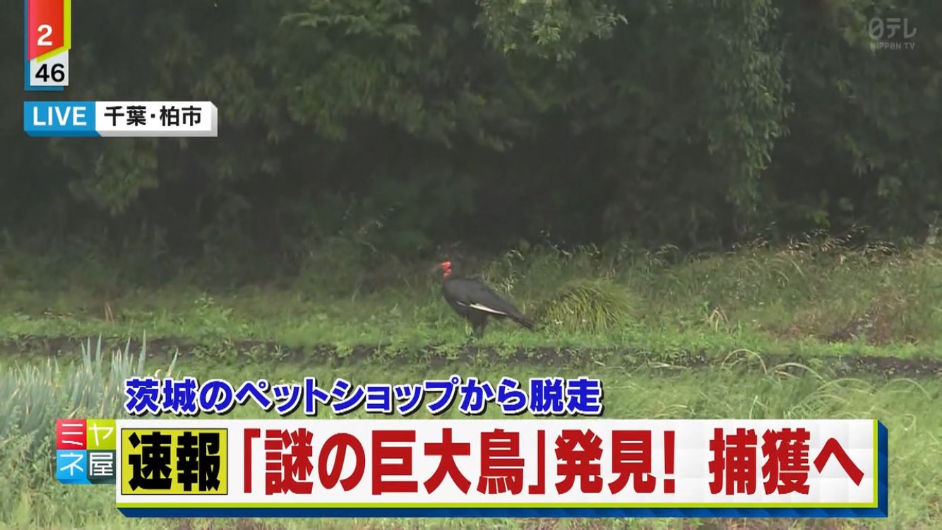 Twitter 上的 かっしぃ ペットショップから逃げただけの鳥の映像をもうかれこれ30分近く 珍しい鳥なのかもしれないけど平和過ぎるだろw ミヤネ屋 T Co U0tignoeiu Twitter Twitter 上的 かっしぃ ペットショップから逃げただけの鳥の映像をもうかれこれ30分近く 珍しい鳥なのかもしれないけど平和過ぎるだろw ミヤネ屋 T Co U0tignoeiu Twitter