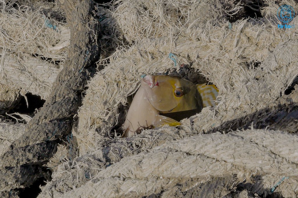 TirtoID's tweet image. Eksploitasi nikel di Halmahera Timur membawa konsekuensi kelewat mahal. Lingkungan semakin rusak. Hasil tangkapan nelayan anjlok. Berbanding terbalik dengan hasil tambang PT Antam yang meroket.

(📷: Tirto ID / Hafitz Maulana &amp;amp; Adlun Fiqri)

tirto.id/ggye