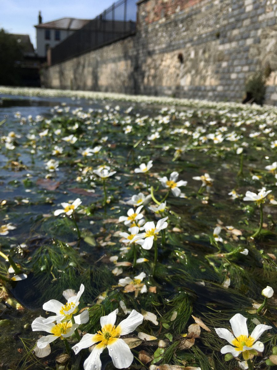 Our Finest Dour (@ourfinestdour) on Twitter photo Water crow foot looking fine on the Dour. Rich in shrimp &mayfly it provides birds& fish w food &shelter. Also regulates flow&keeps water cool. Look out for volunteers cleaning plastic off it.Enjoy it tomorrow on #WorldEnvironmentDay2021 <a href="/WCCPnews/">White Cliffs</a> <a href="/MaisDieuDoverBB/">Maison Dieu BB Dover</a> <a href="/DoverBigLocal/">Dover Big Local</a> Water crow foot looking fine on the Dour. Rich in shrimp &mayfly it provides birds& fish w food &shelter. Also regulates flow&keeps water cool. Look out for volunteers cleaning plastic off it.Enjoy it tomorrow on #WorldEnvironmentDay2021 <a href="/WCCPnews/">White Cliffs</a> <a href="/MaisDieuDoverBB/">Maison Dieu BB Dover</a> <a href="/DoverBigLocal/">Dover Big Local</a>