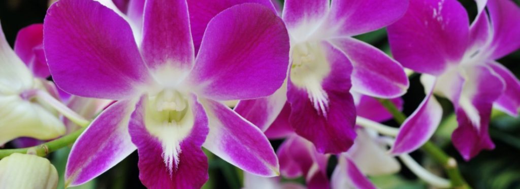 🔎 ¡Mira lo que he encontrado!
Cuidados de la orquídea Dendrobium - verdecora.es/blog/cuidados-… 
#plantas #decoración #natural #cuidados