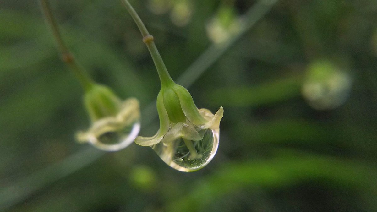 アスパラガスの花