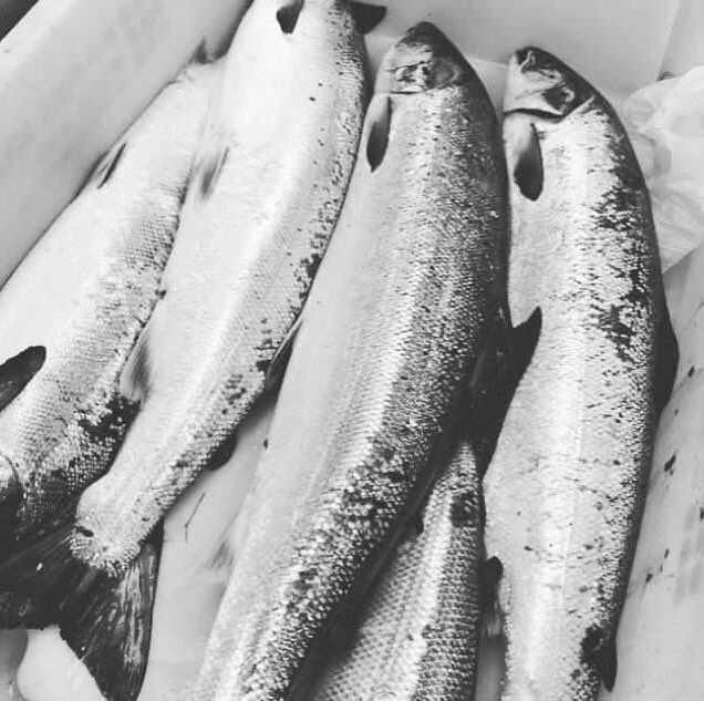 stockbridgefish's tweet photo. NEW SEASON FRESH HERRING (SILVER DARLINGS) has landed along with superb wild sea trout and and absolutely glorious whole wild salmon 🍣,
Fantastic on the bbq or for poaching,
Saturday home delivery available 😎☀️ https://t.co/X9pNCH8hn5