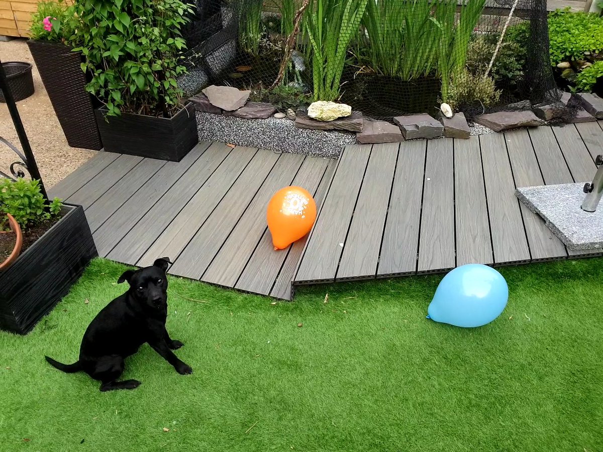 Lincoln_Patterdale_Terriers tweet media