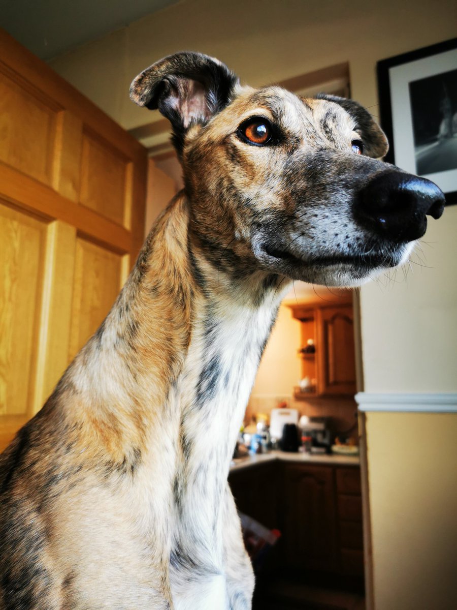 Llama.... Or doggo? 🧐