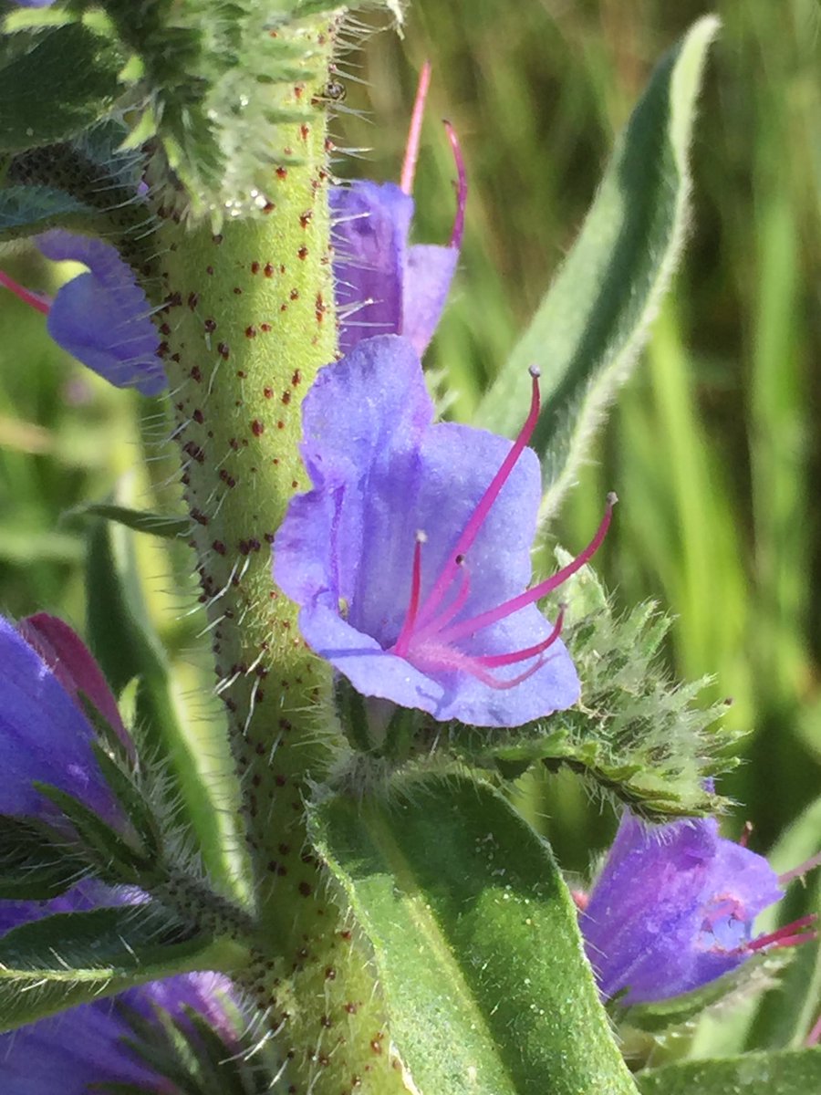 BoswachterFred's tweet photo. #slangekruid staat nu op veel plaatsen in de duinen #vandixhoorndriehoek #vinetaduin @ZHLandschap @FloraNederland @NPHollandsduin @plantenvrienden https://t.co/JScSFLLymg
