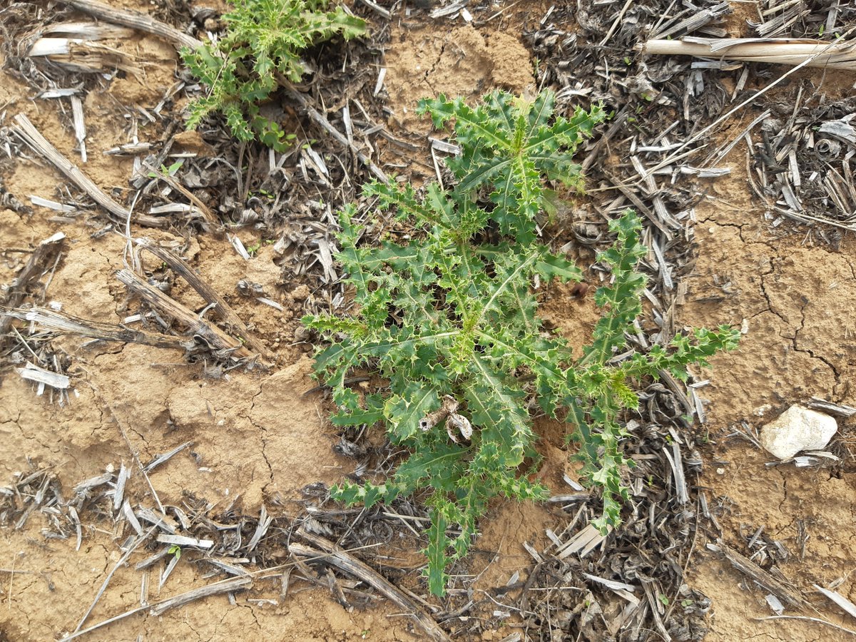 [lutte contre les chardons] Agriculteurs/agricultrices bio de la région Centre nous avons besoin de vous ! Pouvez-vous prendre 15 min pour répondre au questionnaire en ligne : bit.ly/3uUxlyF  
#agriculturebiologique #ab #chardon
dérouler le thread 👇