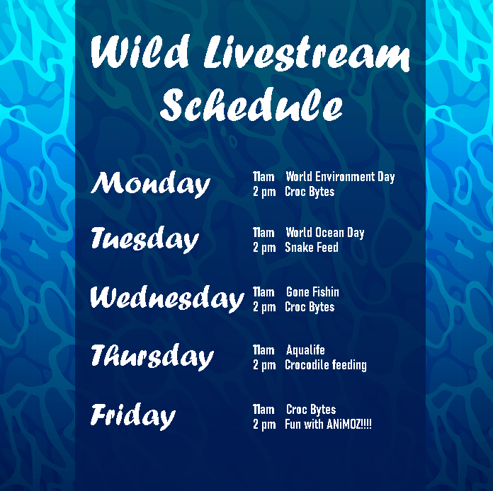 ReptileEnc's tweet image. Here we go! Week two here we come  🤠

Wild Livestream Schedule for next week!

Make sure you tune in daily at 11am and 2pm so you don&apos;t miss out on all the FUN coming your way!!!  🤩
facebook.com/ReptileEncount…

See you there!
🐙🦐🦀🐡🐠🐟🐬🐳🐋🦈