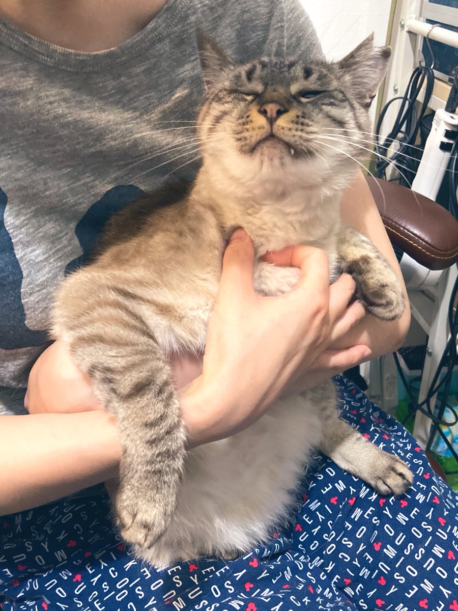 ちよ ハンバーグ顔 Humburg Chiyo Twitter