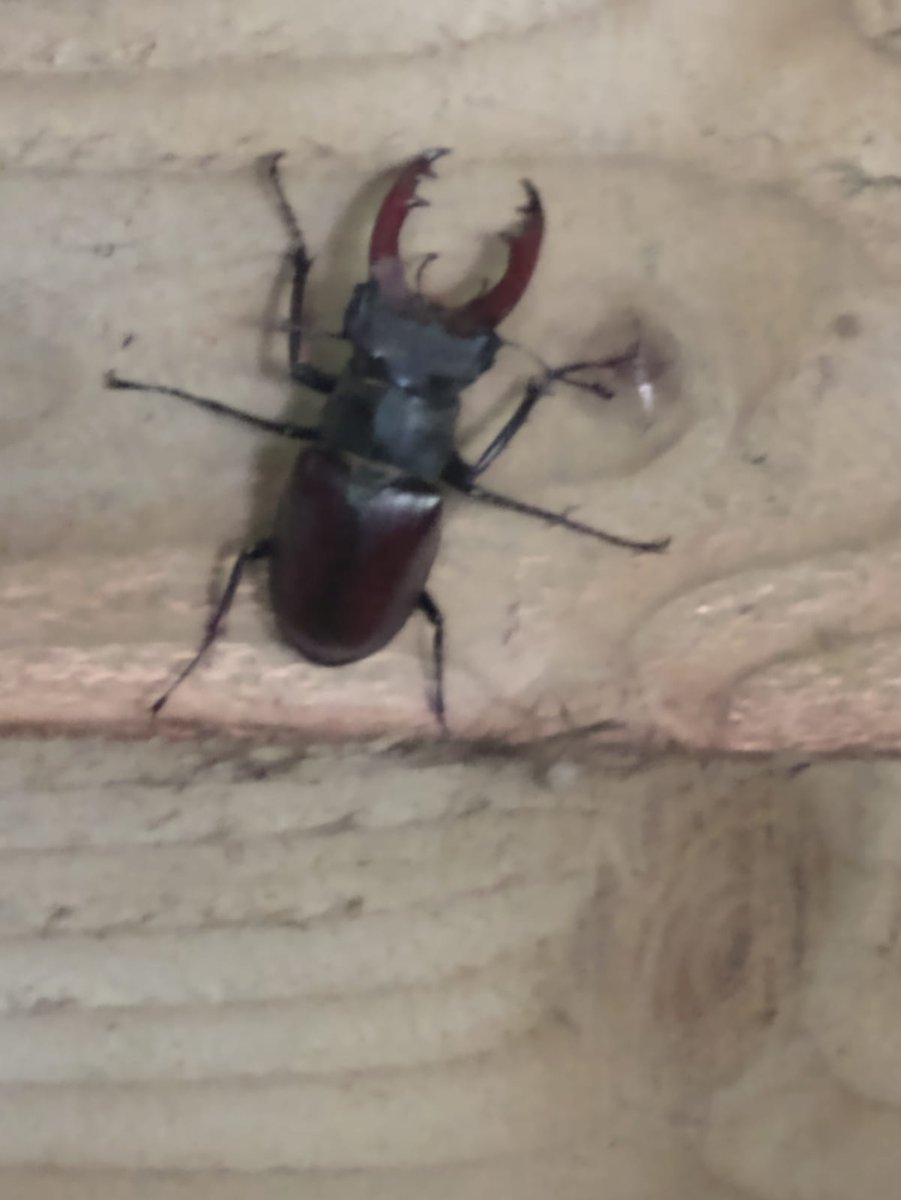 Lanieoops's tweet photo. @BBCSpringwatch so excited to have found a massive stag beetle in my shed! Not seen one of these for roughly 37 years. https://t.co/mw9TC0WFdz