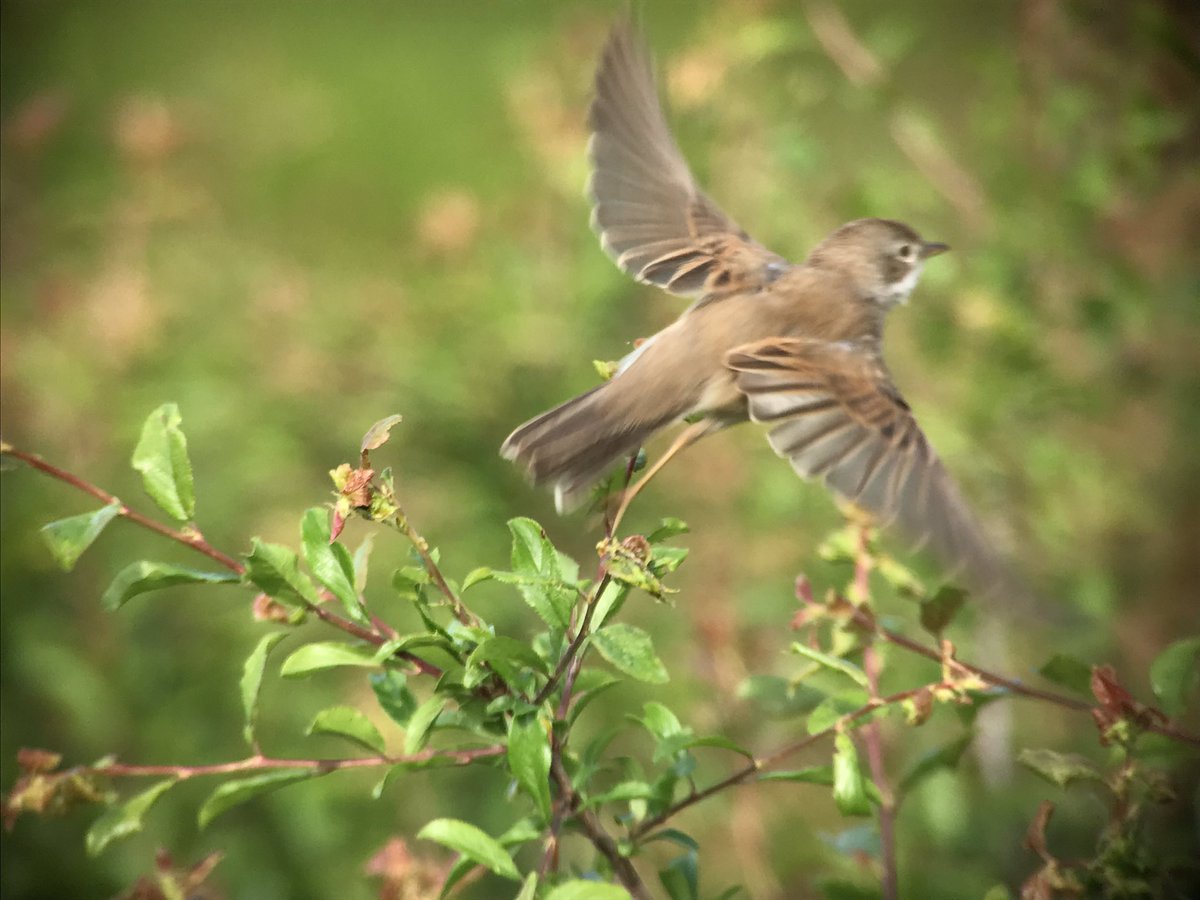 Steve Denny tweet media