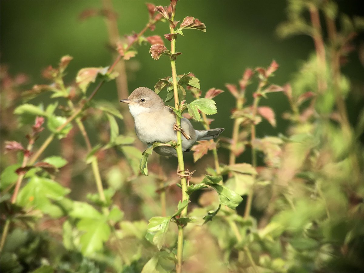 Steve Denny tweet media
