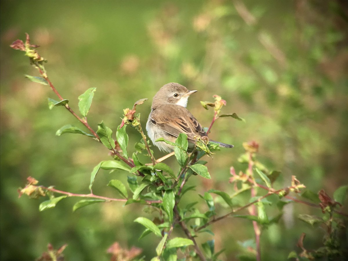 Steve Denny tweet media